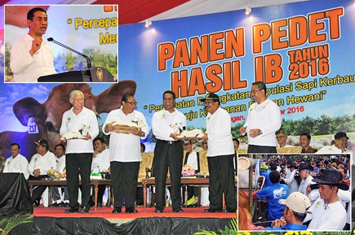 Upsus Siwab Didukung Skema Pembiayaan Koperasi, Ringankan Peternak Pelihara Pedet